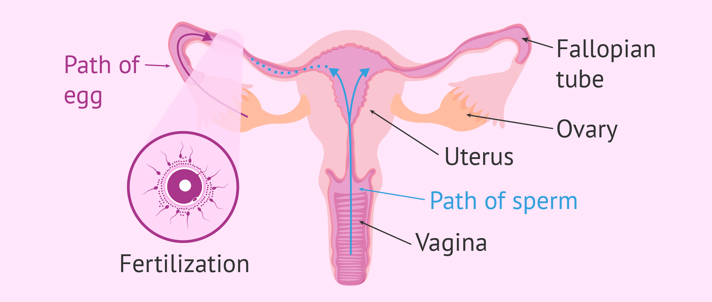 Sperm life in the vagina
