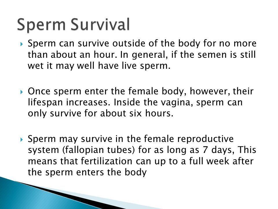Squirrel reccomend Sperm life in the vagina