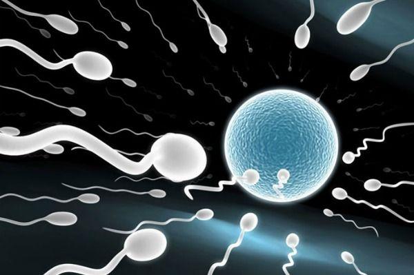 Tinker reccomend The sperm and the egg