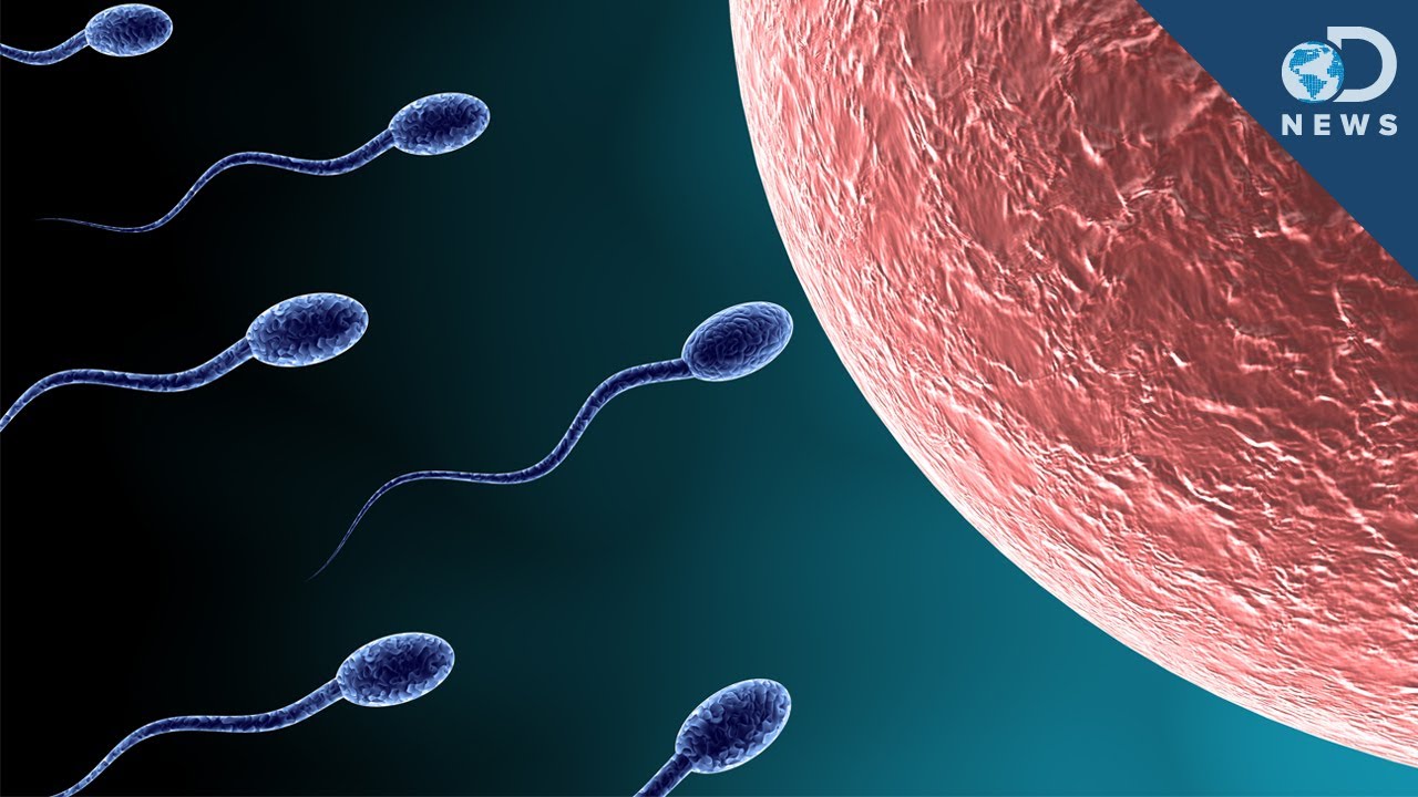 The sperm and the